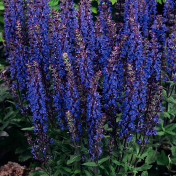 Шалфей Нью Дименшн Блю (Salvia New Dimension Blue) — изображение 2