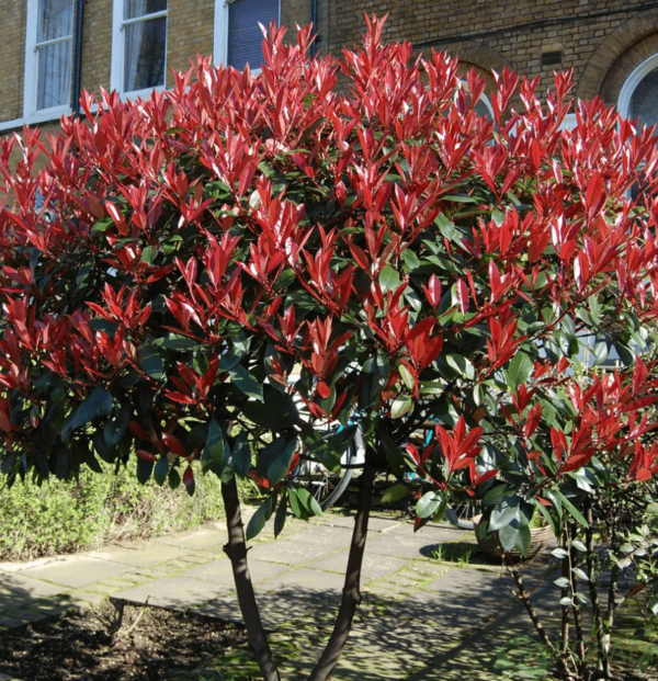 Фотиния Фразера Ред Робин (Photinia fraseri Red Robin) — изображение 2