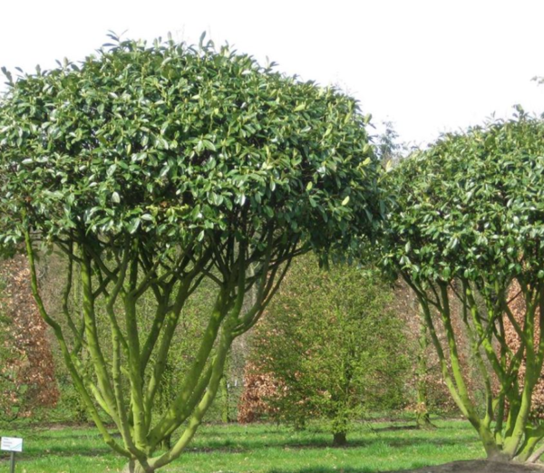 Лавровишня обыкновенная Кавказица (Prunus laurocerasus Caucasica)