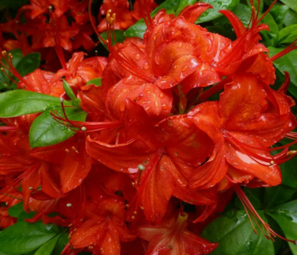 Азалия гибридная Сатан (Azalea Satan)