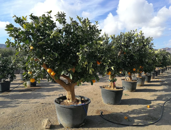 Лимон (Citrus limon)