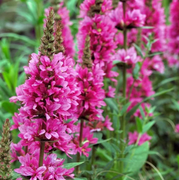 Дербенник иволистный Роберт (Lythrum salicaria Robert)