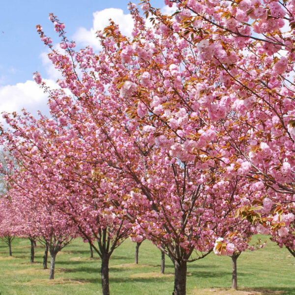 Сакура (вишня мелкопильчатая) Широфуген (Prunus serrula Shiro-fugen) — изображение 2