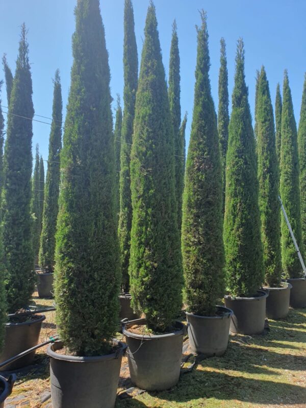 Кипарис вечнозелёный (Cupressus sempervirens) — изображение 2