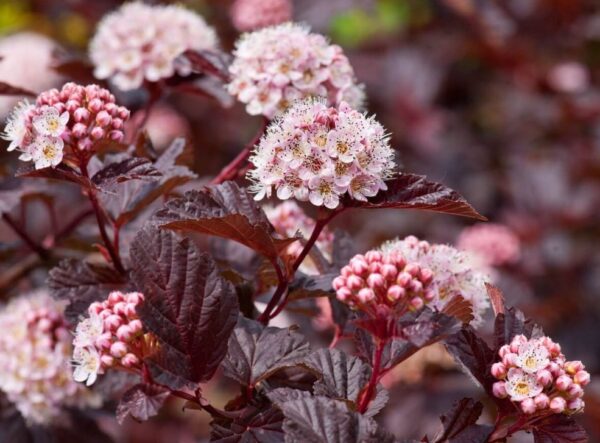 Пузыреплодник калинолистный Ред Барон (Physocarpus opulifolius Red Baron)