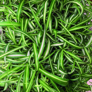 Хлорофитум кучерявый (Chlorophytum comosum)