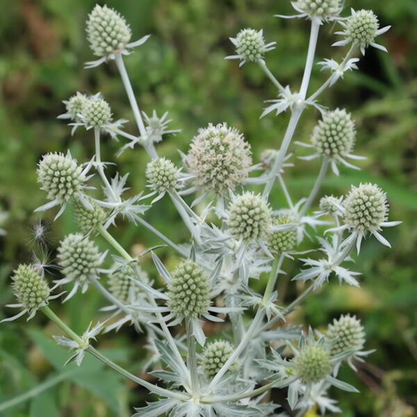 Синеголовник плосколистный Силвер Салентино (Eryngium planum Silver Salentino)