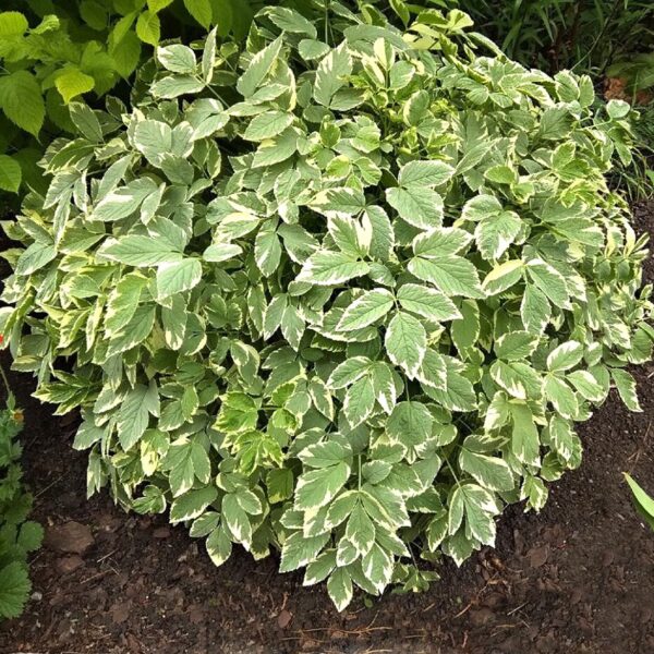 Сныть Вариегата (Aegopodium Variegata)