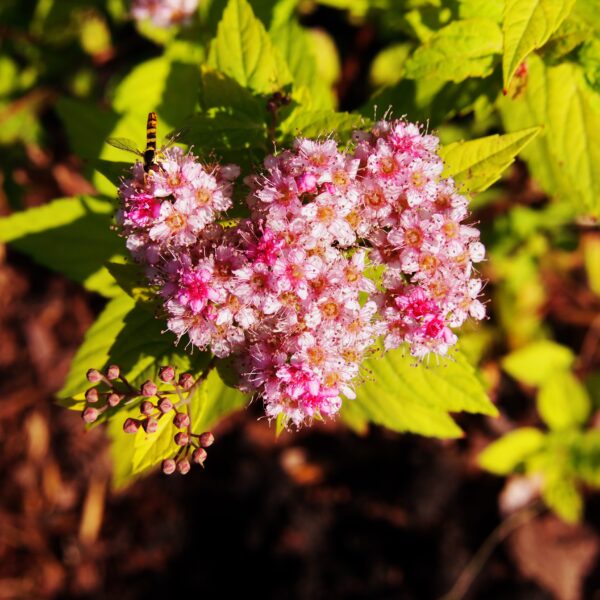 Спирея японская Литл Принцесс (Spiraea japonica Little Princess)