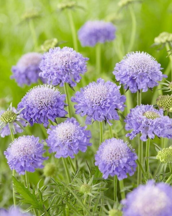 Скабиоза Марипоза Блю (Scabiosa Mariposa blue)