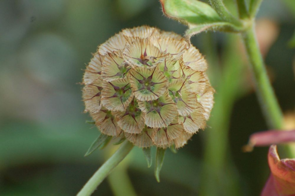 Скабиоза звездчатая Драмстик (Scabiosa stellata Drumstick)