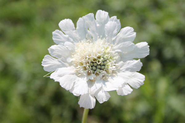 Скабиоза кавказская Фама Уайт (Scabiosa Fama White)
