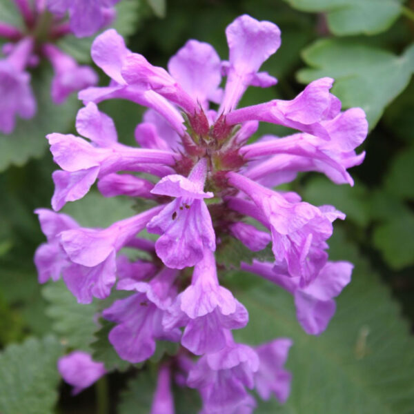 Стахис лекарственный Юкки (Stachys officinalis Ukkie)