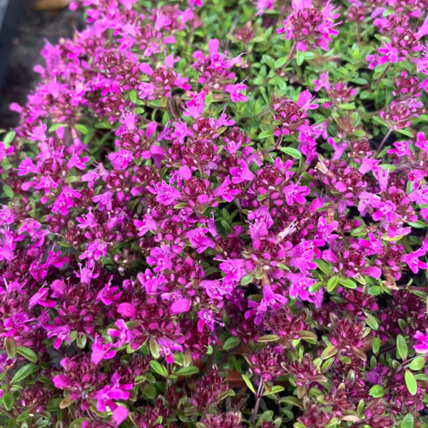 Тимьян ранний Крипинг Ред (Thymus praecox Creeping Red)