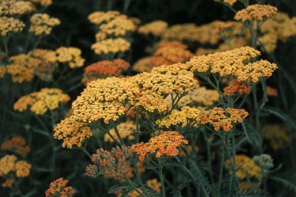 Тысячелистник парковый Терракота (Achillea millefolium Terracotta)