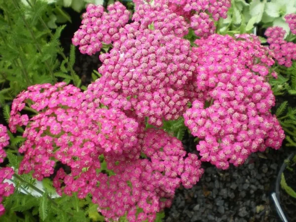 Тысячелистник парковый Тутти Фрутти Пинк Грейпфрут (Achillea millefolium Tutti Frutti Pink Graperfruit)
