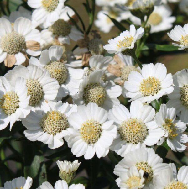 Тысячелистник птармика Нана Компакта (Achillea ptarmica Nana Compacta)