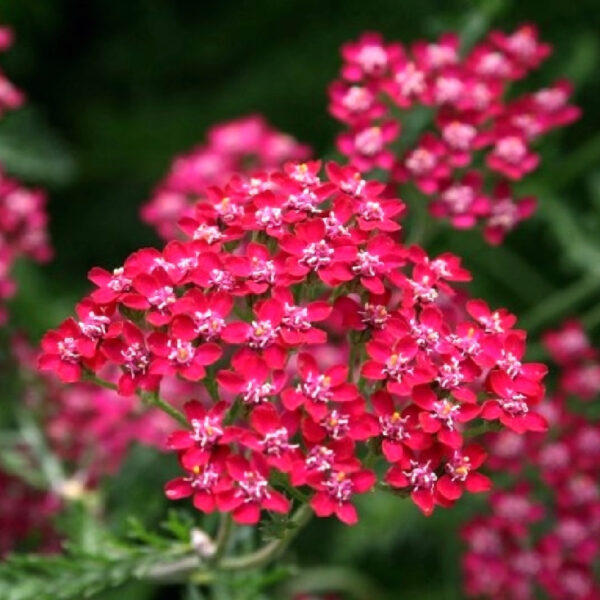 Тысячелистник Церайс Квин (Achillea millefolium Cerise Queen)