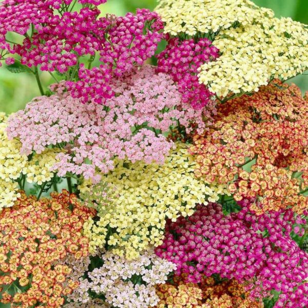 Тысячелистник парковый Колорадо (Achillea millefolium Colorado)