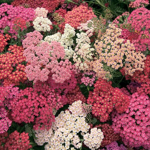 Тысячелистник парковый Саммер Берри (Achillea millefolium Summer Berries)