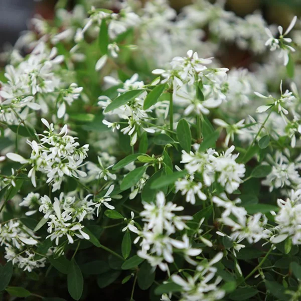 Эуфорбия ампельная кашпо (Euphorbia hypericifolia)