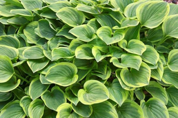 Хоста головчатая Голден Тиара (Hosta capitata Golden Tiara)