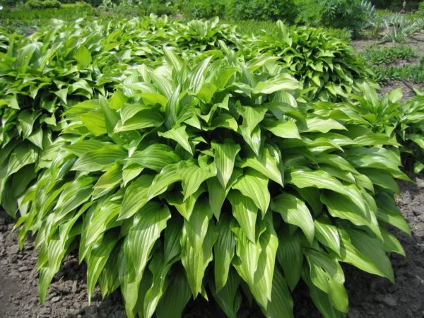 Хоста ланцетолистная (Hosta lancifolia)