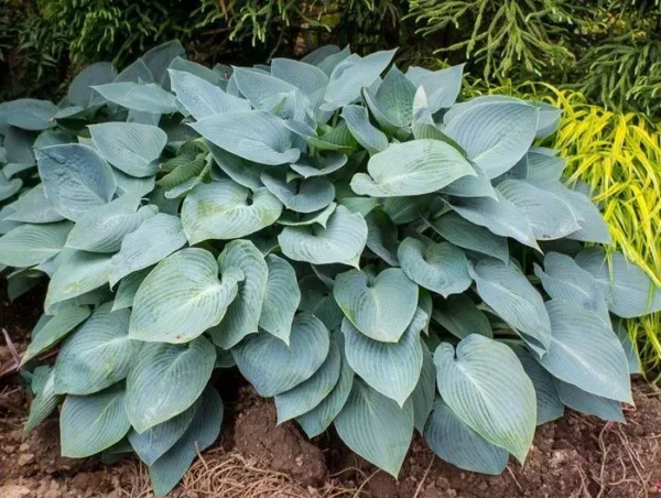 Хоста тардиана Халцион (Hosta tardiana Halcyon)