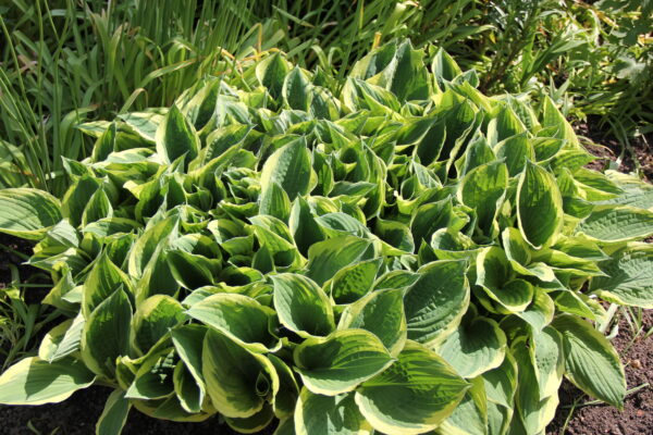 Хоста Ауреомаргината (Hosta Aureomarginata)