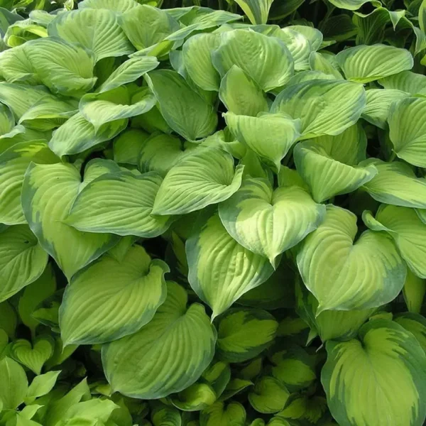 Хоста Гуакамоле (Hosta Guacamole)