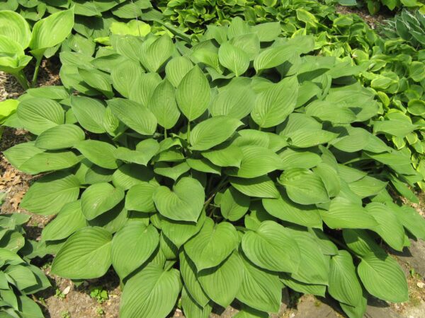 Хоста Гиацинтина (Hosta fortunei Hyacintina)