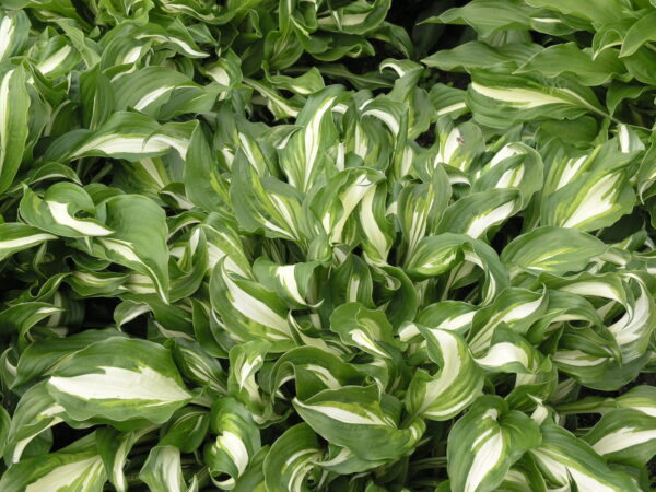 Хоста Медиовариегата (Hosta Mediovariegata)