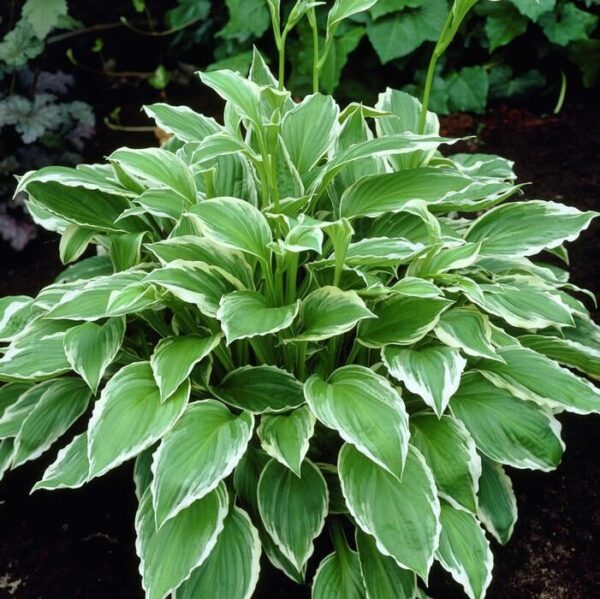 Хоста Альбомаргината (Hosta Albomarginata)