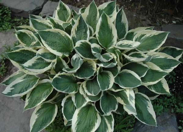 Хоста Патриот (Hosta Patriot)
