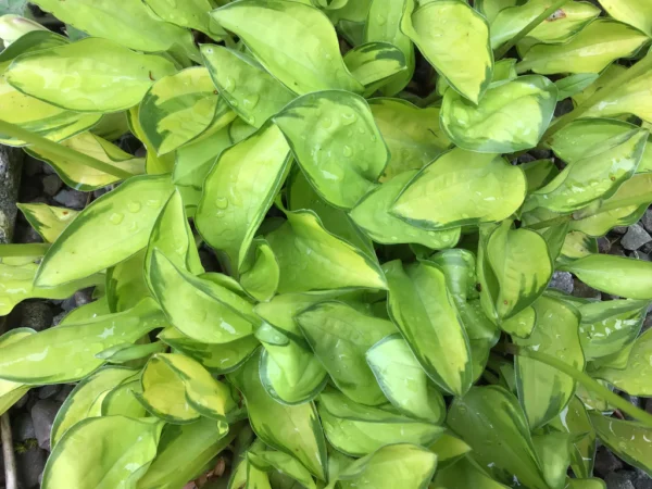 Хоста Грин виз Энви (Hosta Green with Envy)