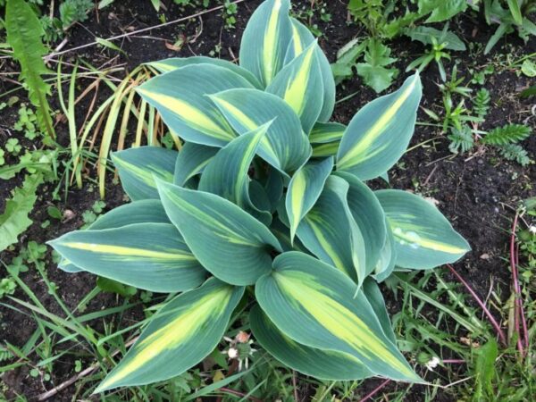 Хоста Мэджик Айленд (Hosta Magic Island)