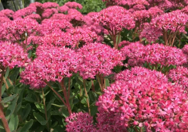 Очиток гибридный Карл (Sedum x hybrida Carl)