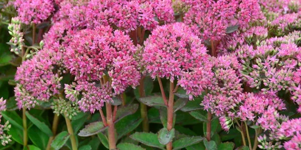 Очиток видный Манстед Дарк Ред (Sedum telephium Munstead Dark Red)