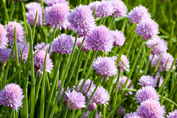Шнитт-лук (Allium schoenoprasum)