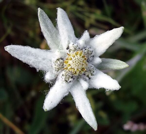 Эдельвейс альпийский (Leontopodium alpinum)
