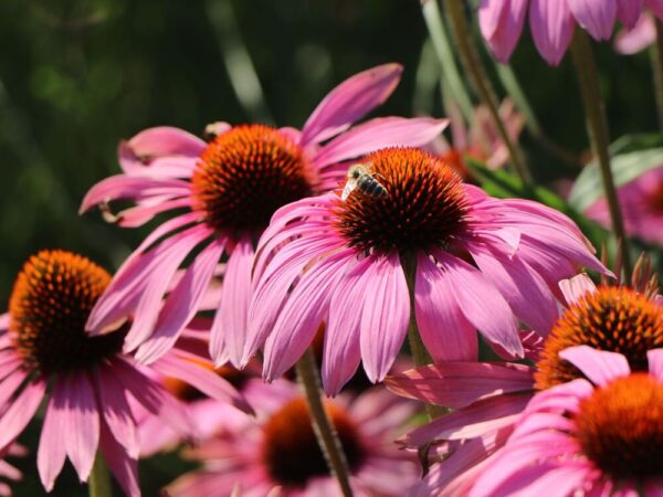Эхинацея пурпурная Магнус (Echinacea purpurea Magnus)