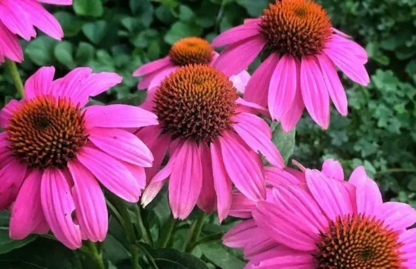 Эхинацея пурпурная Примадонна Роуз (Echinacea purpurea Primadonna Rose)
