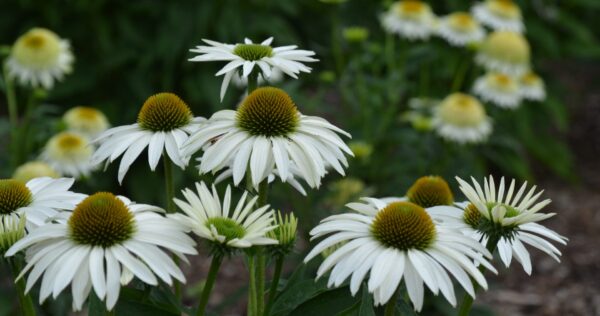 Эхинацея Вайт Свон (Echinacea purpurea White Swan)