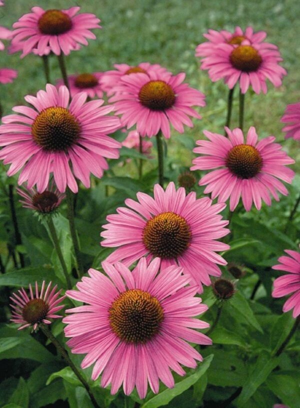 Эхинацея пурпурная Люстр Хайбридс (Echinacea purpurea Lustre Hybrids)