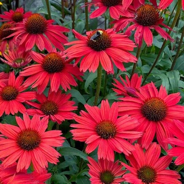 Эхинацея пурпурная Ред Перл (Echinacea purpurea Purple Red)