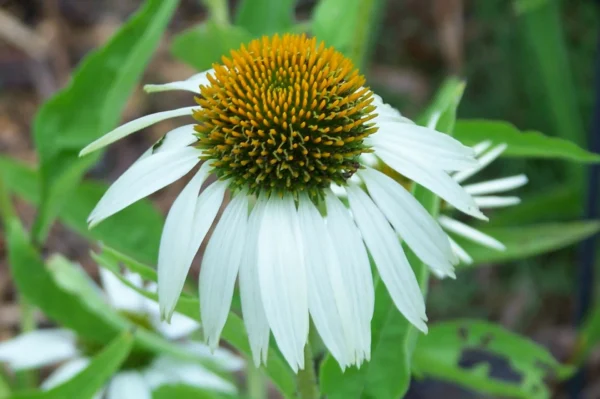Эхинацея Альба (Echinacea purpurea Alba)