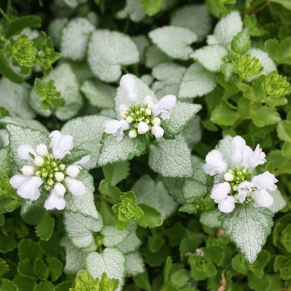 Яснотка Вайт Ненси (Lamium maculatum White Nancy)