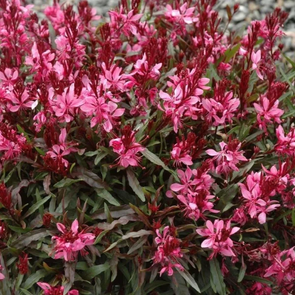 Гаура Линдхеймера (Gaura lindheimeri)