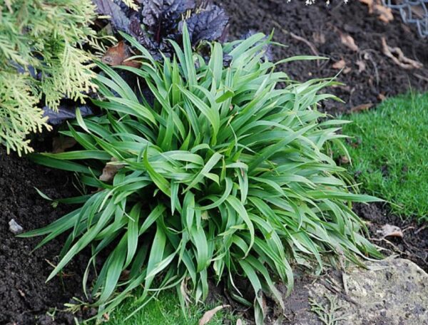 Ожика лесная (Luzula sylvatica)