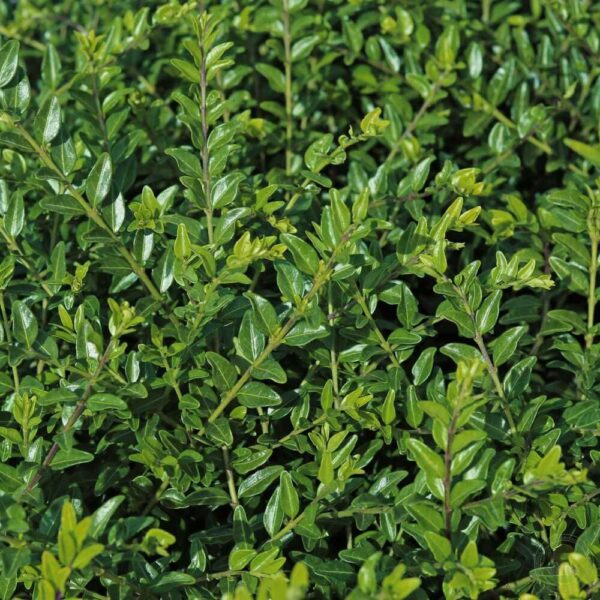 Жимолость шапочная Мосс Грин (Lonicera pileata Moss Green)
